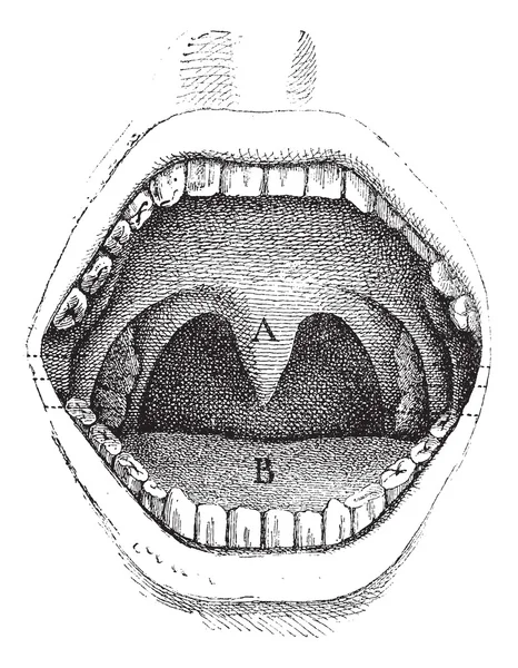Res. 182. İnsan ağzı, vintage e içini gösteren resim — Stok Vektör