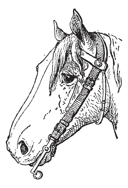 Bit, a type of horse tack, vintage engraving. — Stok Vektör