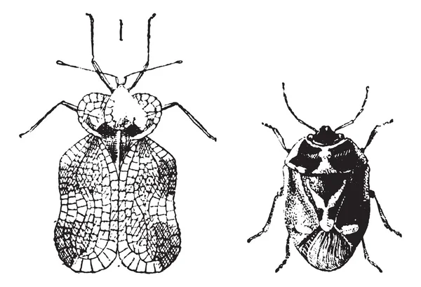 Vlevo - hemiptera Ploštice, tygr chyba nebo krajky bug, vpravo - nez — Stockový vektor