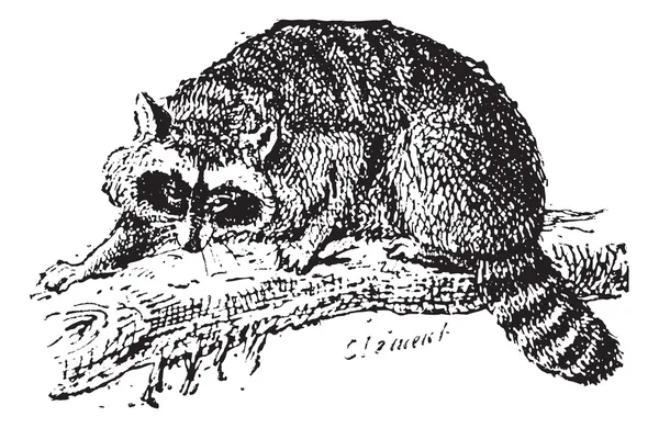 Mapache o mapache común, grabado vintage . — Archivo Imágenes Vectoriales