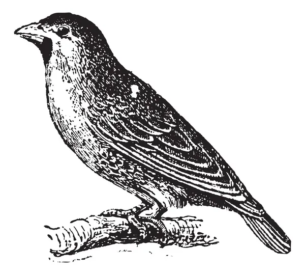 Комунікабельний Уівер або соціальні Уівер (philetairus socius), vintage — стоковий вектор
