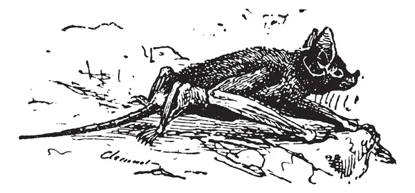 Mouse-tailed bat eller rhinopoma sp., vintage gravyr — Stock vektor