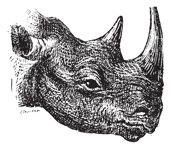 Svarta noshörningar eller krok-lipped noshörning (diceros bicornis), v — Stock vektor