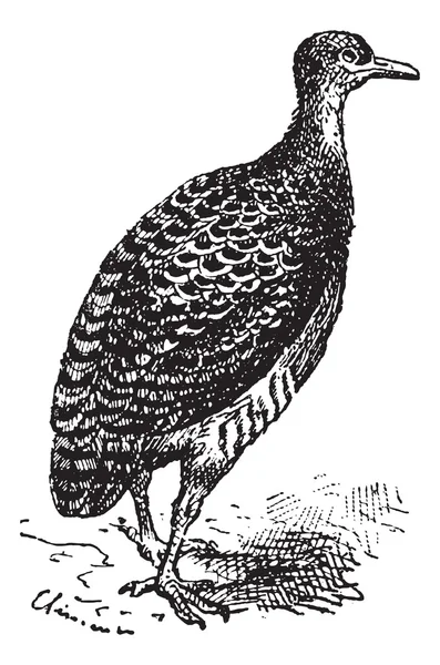 Tinamou veya rhynchotus sp., antika gravür — Stok Vektör