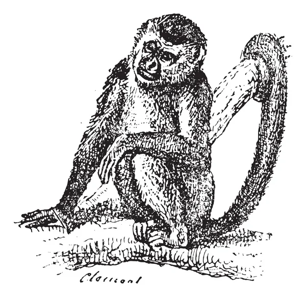 Squirrel Monkey or Saimiri sp., vintage engraving — Stock Vector