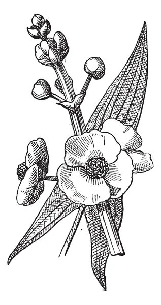 Sagittaria 또는 Sagittaria sp., 빈티지 조각 — 스톡 벡터