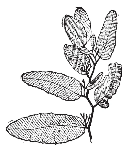 Sargasso or Sargassum vintage engraving — Stock Vector