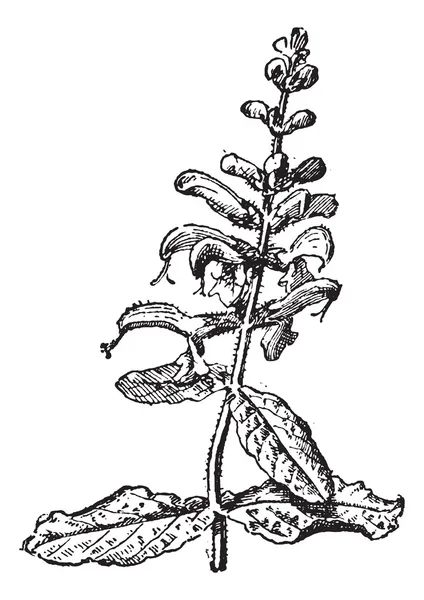 Grabado vintage Meadow Sage o Salvia pratensis — Vector de stock