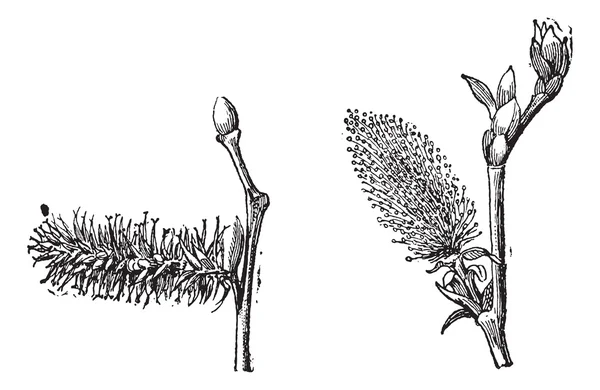 Винтажная гравировка ивы или салата — стоковый вектор