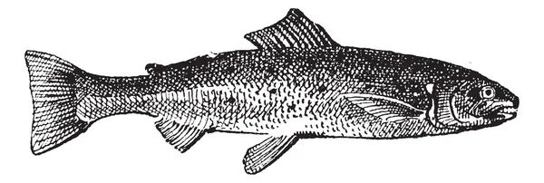 Salmon vintage engraving — Stock Vector