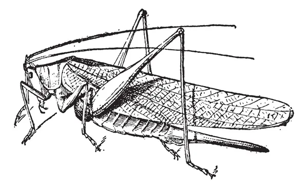 Grasshopper grabado vintage — Vector de stock
