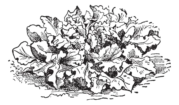 Dikenli marul veya lactuca serriola, antika gravür — Stok Vektör
