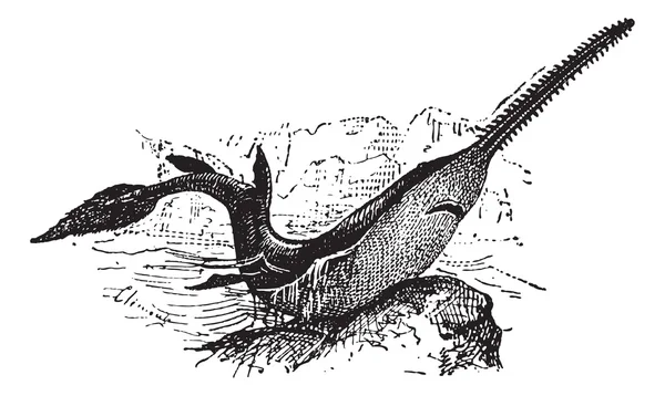 Knifetooth sawfish または anoxypristis コジイ、ヴィンテージの彫刻 — ストックベクタ