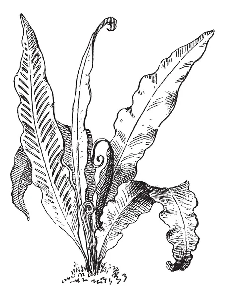 Hart 's Tongue Fern или Asplenium scolopendrium, винтажная гравировка — стоковый вектор