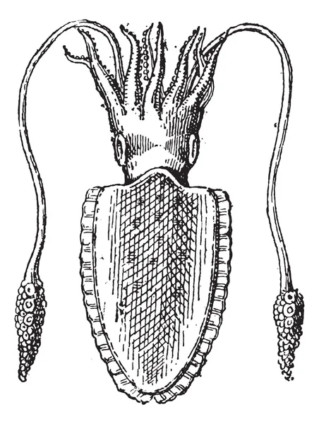 Calamari o Teuthida, incisione vintage — Vettoriale Stock