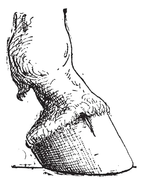 Коник, вінтажна гравюра — стоковий вектор