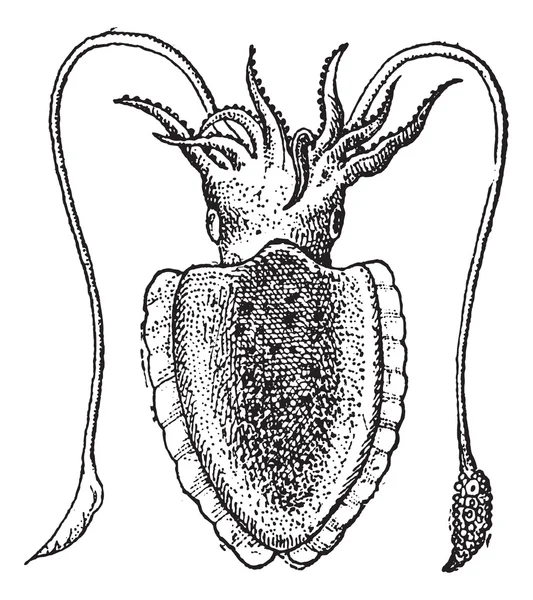 Mürekkep balığı ya da sepya sp., antika gravür — Stok Vektör