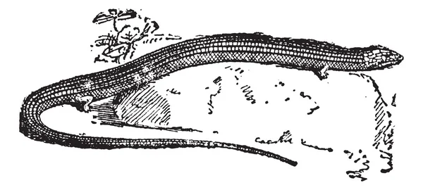 Seps, un serpente proveniente da bestiari medievali, incisione vintage . — Vettoriale Stock
