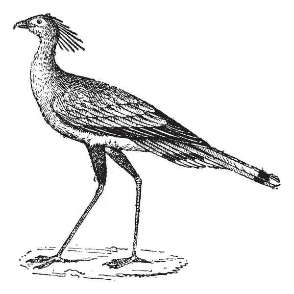 Secrétaire Oiseau ou Sagittaire serpentaire, gravure vintage — Image vectorielle