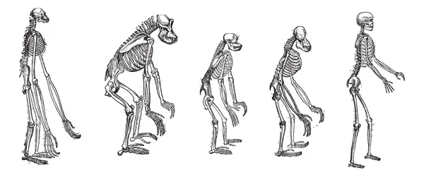 La comparación de grandes esqueletos de simios con esqueleto humano vi — Vector de stock