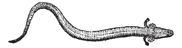 Sirenidae or siren (animal) vintage engraving — Stock Vector