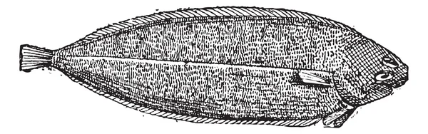 Lenguado común o Solea solea grabado vintage — Archivo Imágenes Vectoriales