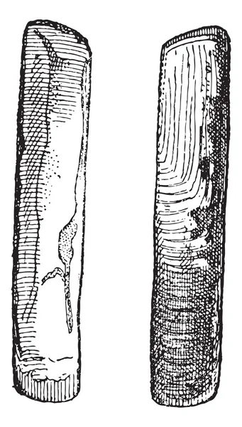 Due incisioni vintage di Solenidae — Vettoriale Stock