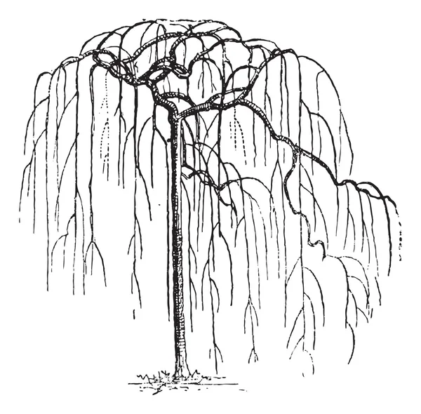 Sophora Japonica ou pagodatree japonês (Styphnolobium japonicum — Vetor de Stock