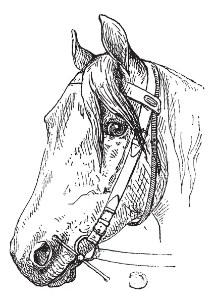 Pferdekopfhalsband und Mundstück, Vintage Gravur — Stockvektor