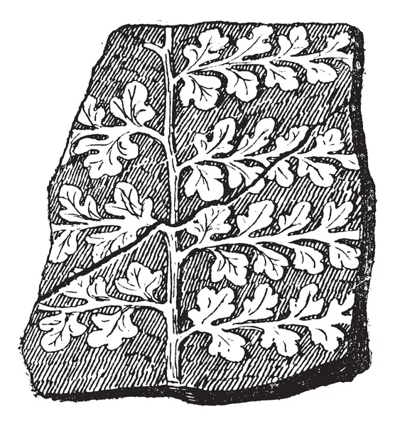 Sphenopteris, een zaad fern, vintage gravure. — Stockvector