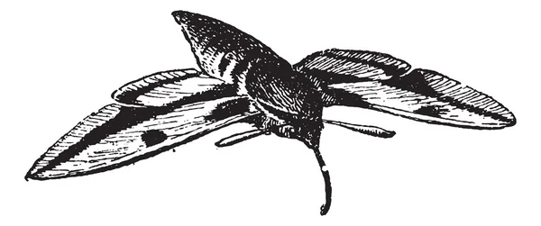 Sphinx moth or Hawk moth, vintage engraving. — Stock Vector