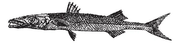 Barracuda of sphyraena sp., vintage gravure — Stockvector