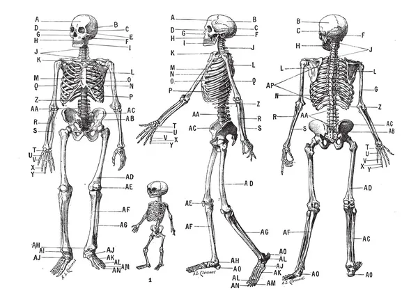 Menselijk skelet, vintage gravure. — Stockvector