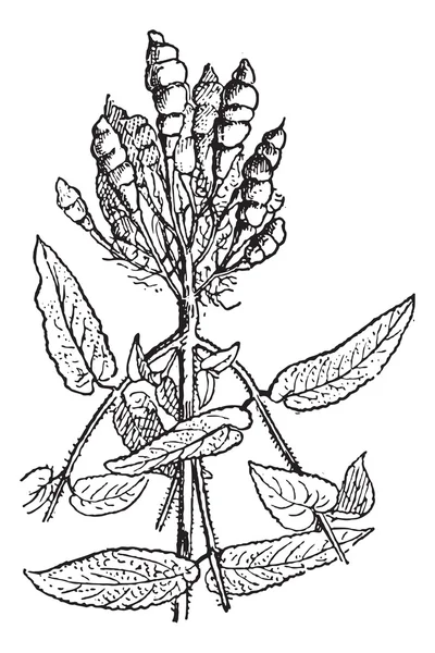 Китайский артишок или Stachys affinis, винтажная гравировка — стоковый вектор