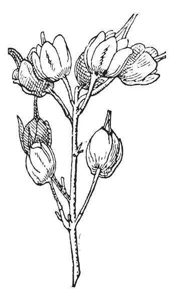 欧洲 bladdernut 或省红豆，复古雕刻 — 图库矢量图片
