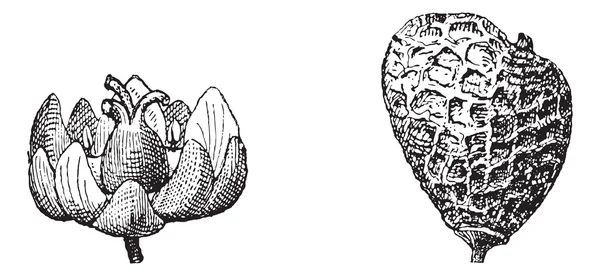 欧亚黄栌或盐肤木 cotinus，复古雕刻 — 图库矢量图片