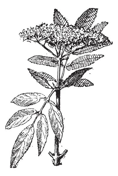Elderberry ή sambucus, vintage Χαρακτική. — Διανυσματικό Αρχείο