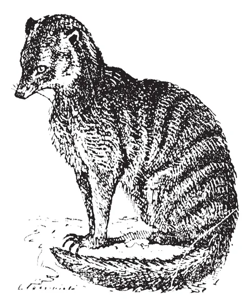 Meerkat ή suricate, vintage Χαρακτική. — Διανυσματικό Αρχείο