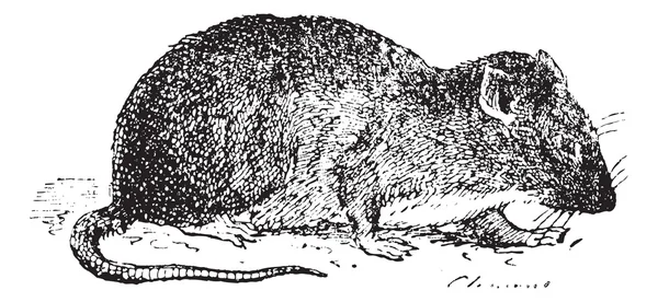 Brun råtta eller sewer rat, vintage gravyr. — Stock vektor