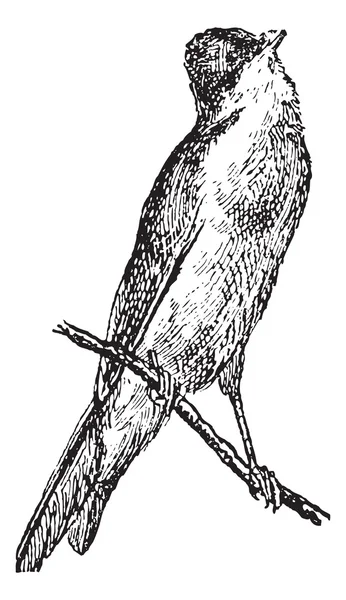 Warbler o Sylviidae, grabado vintage — Archivo Imágenes Vectoriales