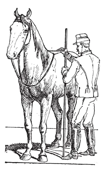 Horse rider measuring horse size vintage engraving — Stock Vector