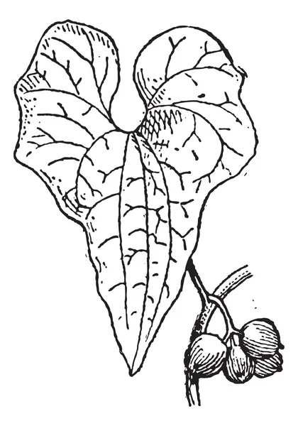 Tamus communis of dioscorea communis vintage gravure — Stockvector