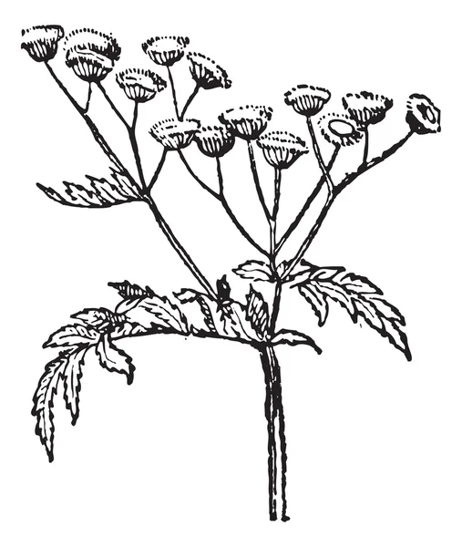 Gravure vintage Tansy ou Tanacetum vulgare — Image vectorielle