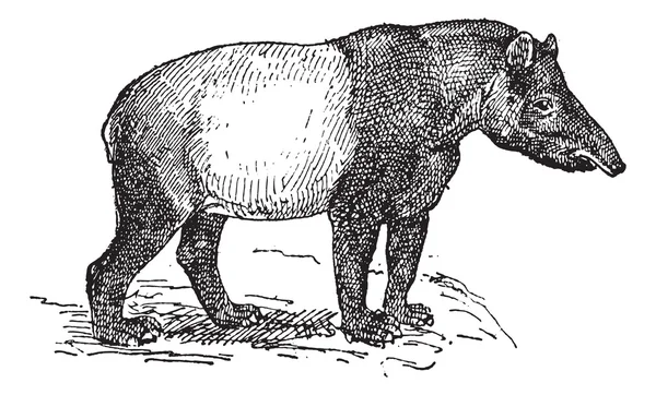 Tapir rocznika Grawerowanie — Wektor stockowy