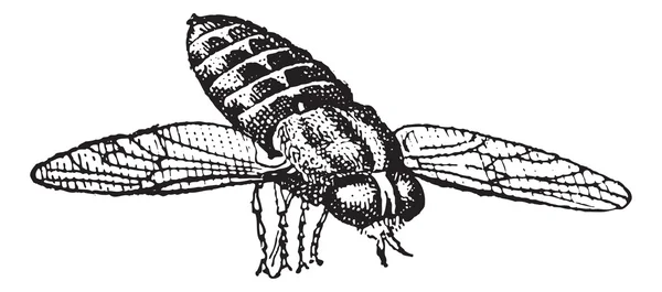 Gravure vintage Cheval-mouche ou Tabanus sulcifrons — Image vectorielle