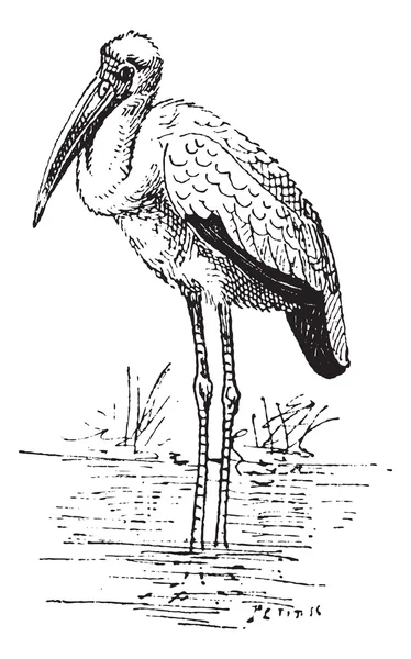 Gravure vintage cigogne à bec jaune ou Mycteria ibis — Image vectorielle