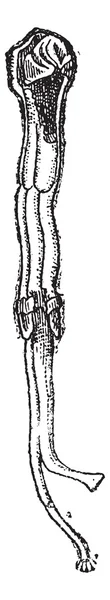 Судовой червь или термиты морской винтажной гравировки — стоковый вектор