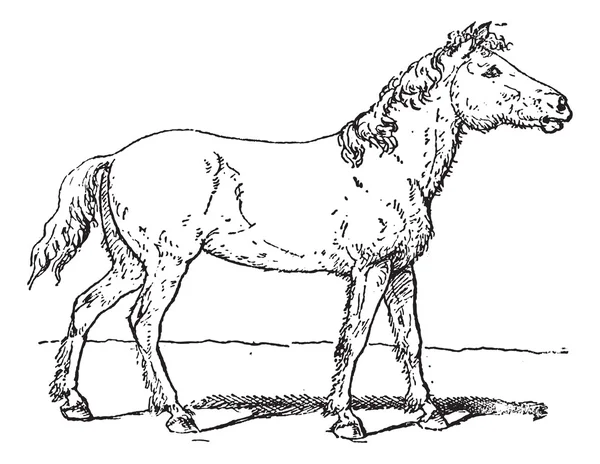 Tarpán vagy Equus ferus ferus vintage gravírozás — Stock Vector