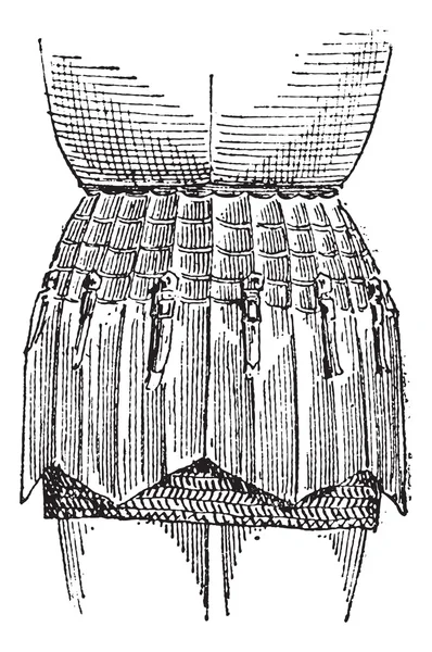 Платескиртовая винтажная гравировка — стоковый вектор