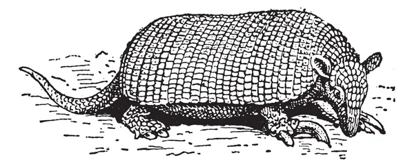 Гигантский броненосец или Priodontes maximus vintage гравировка — стоковый вектор